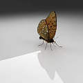 Orange And Black Spotted Butterfly With Open Wings On White Gray Gradient Background