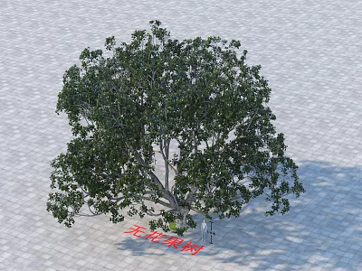 Sturdy Arbor Tree With Lush Green Foliage On Stone Paved Ground Surface 3d model