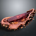 Red Sea Cucumber With Spiny Exterior And Red Internal Flesh On Dark Background
