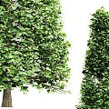 Tall Conical Arborvitae Trees With Lush Green Foliage In Garden Landscape