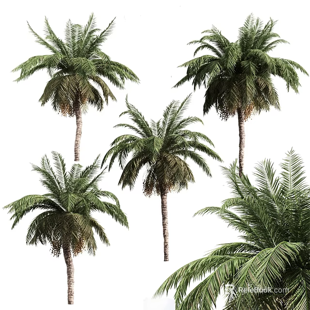 Beautiful Tall Palm Trees With Lush Green Fronds And Slender Trunks 3d model 