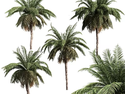 Beautiful Tall Palm Trees With Lush Green Fronds And Slender Trunks 3d model