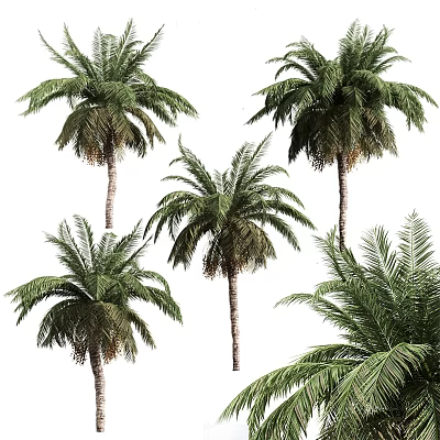 Beautiful Tall Palm Trees With Lush Green Fronds And Slender Trunks 3d model Beautiful Tall Palm Trees With Lush Green Fronds And Slender Trunks 3d model