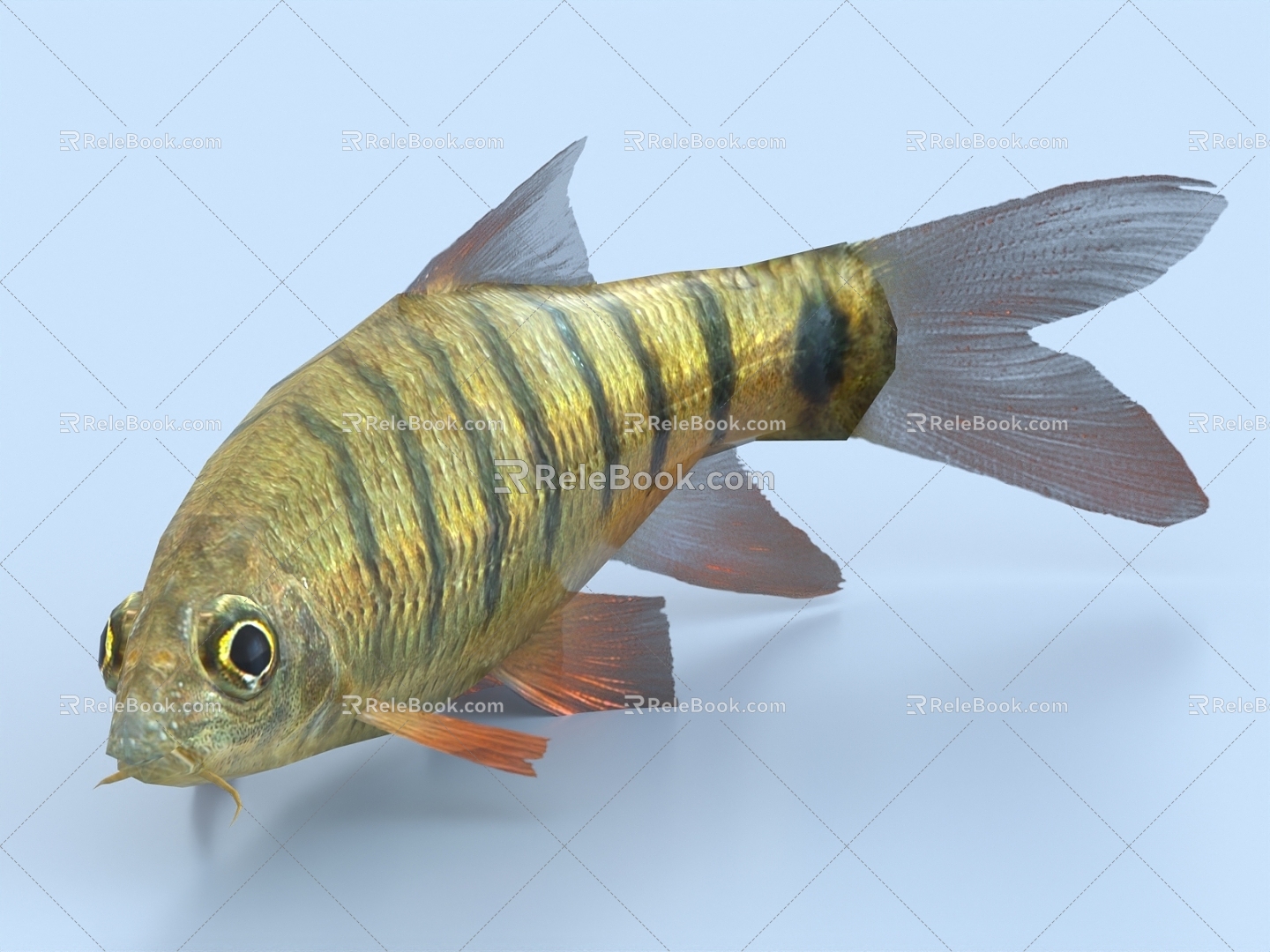 grouper carp 3d model