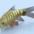 grouper carp 3d model