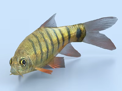 Tropical Freshwater Fish With Golden Body Black Stripes Orange Fins And Large Eyes 3d model
