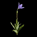 Modern Platycodon grandiflorum 3d model