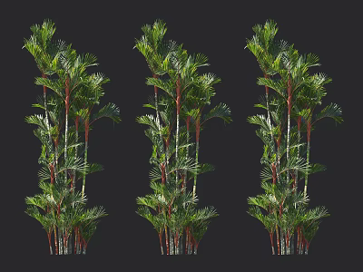 Tall Trees With Green Leaves And Red Trunks Arranged Against Black Background 3d model