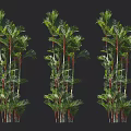 Tall Trees With Green Leaves And Red Trunks Arranged Against Black Background