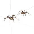 Detailed View of Two Brown and White Spiders with Long Legs on White Background