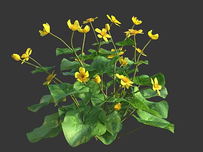 Vibrant Yellow Flowers With Lush Green Leaves Growing On Healthy Garden Plant 3d model