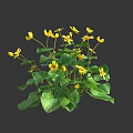 Vibrant Yellow Flowers With Lush Green Leaves Growing On Healthy Garden Plant