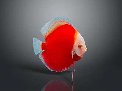 Vibrant Red and White Discus Fish with Reflection on Gray Background 3d model