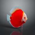 Vibrant Red and White Discus Fish with Reflection on Gray Background 3d model