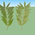 Two Fresh Olive Branches With Green Leaves And Stems