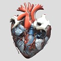 Heart Heart Organ 3d model