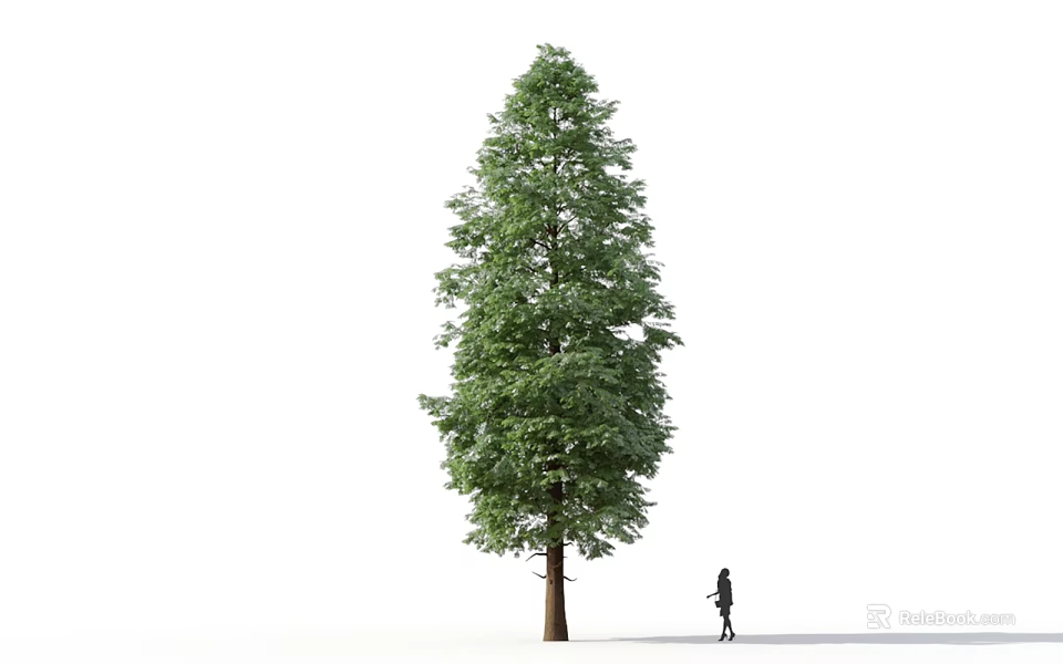 Tall Green Arbor Tree With Lush Foliage And A Person Standing Nearby 3d model 