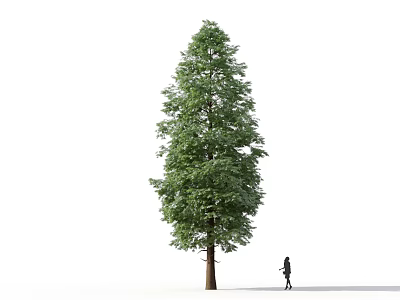 Tall Green Arbor Tree With Lush Foliage And A Person Standing Nearby 3d model