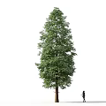 Tall Green Arbor Tree With Lush Foliage And A Person Standing Nearby