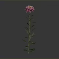 Pink Chrysanthemum Plant With Green Stem And Leaves On Gray Background
