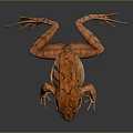 Orange Frog On Black Reflective Surface With Detailed Limbs And Textured Skin