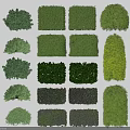 Different Types Of Green Garden Shrubs With Various Shapes And Foliage
