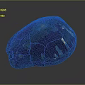 Healthy Animal Organ Sample With Soft Hair Strands Medical Research View