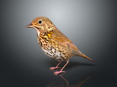 Modern Birds 3d model