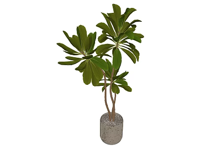 Indoor Large Potted Plant With Green Leaves And Brown Trunks In Textured Gray Pot 3d model