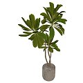 Indoor Large Potted Plant With Green Leaves And Brown Trunks In Textured Gray Pot