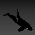 Black And White Orca With Dorsal Fin Swimming In Blue Water