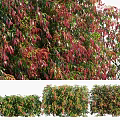 Vibrant Ornamental Shrubs With Green And Red Foliage For Garden Landscape Design