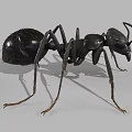 Detailed View Of Black Ant With Segmented Body Long Legs And Antennae
