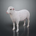 Single White Sheep Standing On Black Background With Reflection On Surface 3d model
