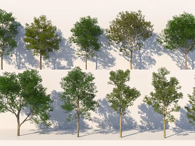 Various Arbor Types With Lush Green Foliage Trunks And Shadows In White Setting 3d model