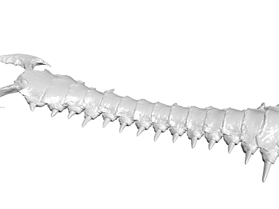 3D Rendered Centipede Model With White Segmented Body And Sharp Spikes 3d model