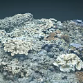 Marine Plants Various Colorful Corals In Underwater Reef With Blue Fish