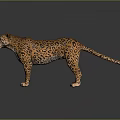 Leopard Standing on Dark Reflective Surface with Orange Fur and Black Spots 3d model