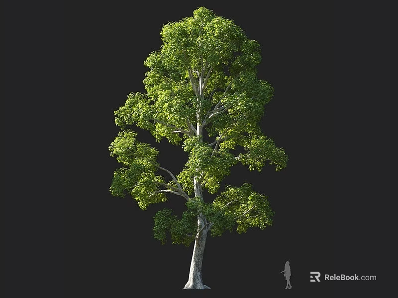 Lush Green Tree with Tall Trunk and Dense Leaves in Natural Landscape 3d model 