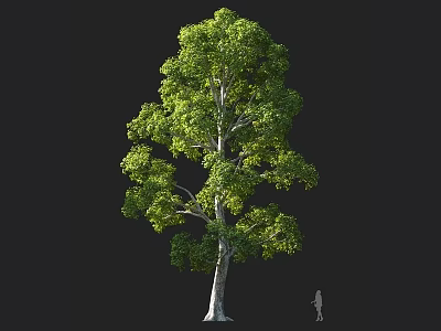 Lush Green Tree with Tall Trunk and Dense Leaves in Natural Landscape 3d model