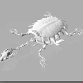 White Turtle Like Anatomical Organ And Hair Structure With Spiky Hair Projections