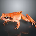Orange Frog With Black Eyes Standing On Gray Background Showing Reflection 3d model