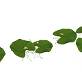 Green Round Leaves With Yellow Small Flowers And Slender Stems In Aquatic Setting