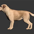 Yellow Labrador Retriever Standing on Black Background with Shiny Reflection Surface 3d model