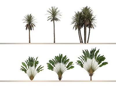 Various Arborescent Trees Including Palm Trees With Tall Trunks And Fan Leaf Plants 3d model