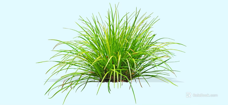 Vibrant Green Shrub With Long Slender Leaves In Lush Outdoor Garden 3d model 