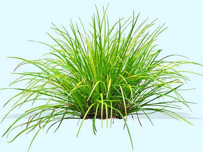 Vibrant Green Shrub With Long Slender Leaves In Lush Outdoor Garden 3d model