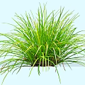 Vibrant Green Shrub With Long Slender Leaves In Lush Outdoor Garden
