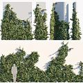 Vine Climbing White Wall With Lush Green Leaves Human Silhouette And Natural Growth
