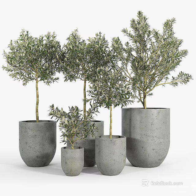 Stylish Bonsai Potted Olive Trees in Concrete Pots of Various Sizes 3d model 